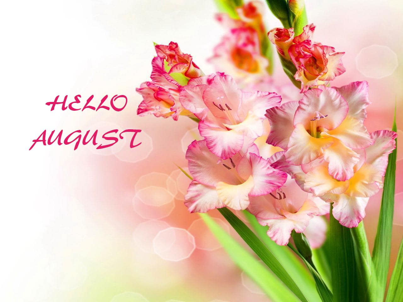 Hello August Images